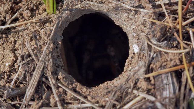 South Russian tarantula wolf spider (Lycosa singoriensis) in burrow