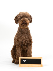 Labradoodle dog portrait with white background. Empty nameplate in front, copy space.