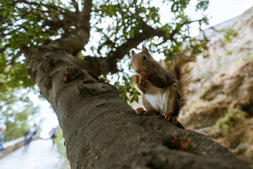 Red squirrel eating in the park.