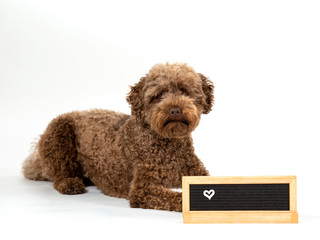 Labradoodle dog portrait with white background. Empty nameplate in front, copy space.