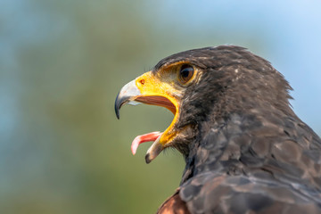 Portrait of a screaming Harris Hawk (Parabuteo unicinctus). Noord Brabant in the Netherlands.