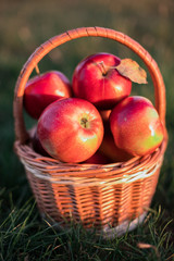  Red apples in a basket and grass