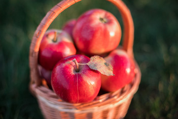  Red apples in a basket and grass