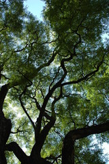 Jardim Japon&ecirc;s de Buenos Aires