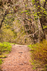 Obraz premium Path