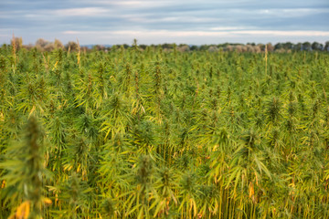 Marijuana CBD hemp plants field