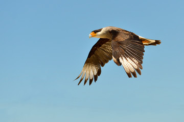   Southern Crested Caracara (Polyborus plancus) in flight viewed of profile