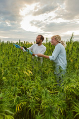 Two people on CBD hemp plants field showing growth.