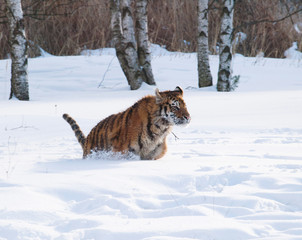 Fototapeta na wymiar Siberian tiger - Panthera tigris altaica - in winter forest
