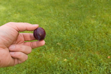 A male hand holds in his fingers a purple garden plum against the background of a green lawn. Harvesting autumn fruit harvest.