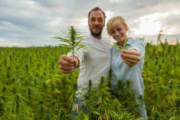 Man and woman standing in marijuana CBD hemp plants field and holding leaf and bud.