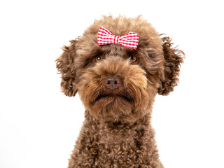 Funny dog picture. Australian labradoodle posing with bow or tie, isolated on white. Humor, copy space. dog card concept image.