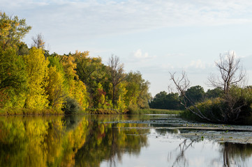 Trees, reeds, banks beautifully reflected in the river in the fall