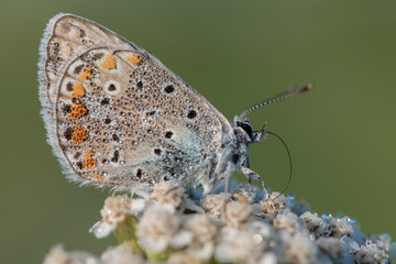The common blue butterfly with dew drops (Polyommatus icarus)