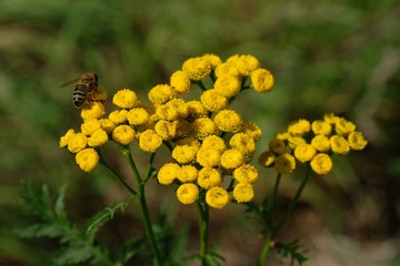 Yellow flowers of Tanacetum vulgare with bee sitting on. Also known as common tansy, bitter buttons, cow bitter, or golden buttons. It is medicinal plant  and used for its insect repellent.
