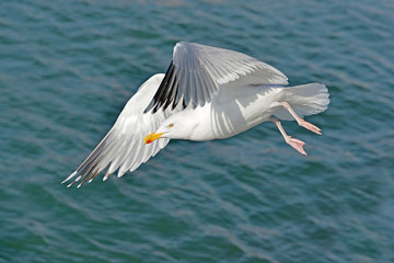 Closeup herring gull (Larus argentatus) in fly view of profile on the sea background