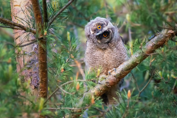 Long-eared Owl/A child's look