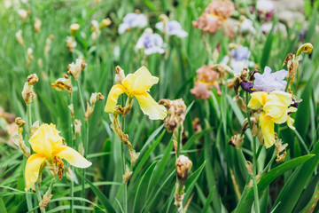 meadow flowers yellow cockerel garden beautiful