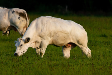 Muscled white cow grazing in meadow