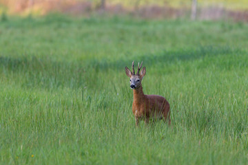 Deer buck standing in meadow