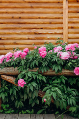 Fototapeta na wymiar flowers peony pink outside garden bloomed