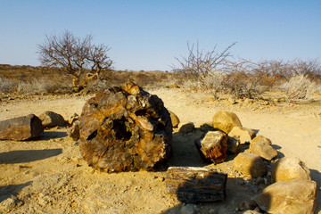Petrified Forest, Natural Reserve in Namibia