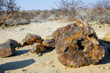 Petrified Forest, Natural Reserve in Namibia