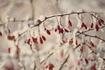 branch of a tree in snow