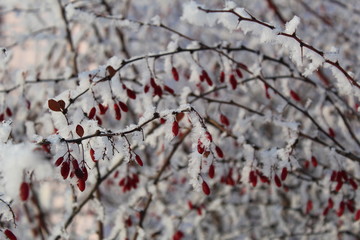 branch of a tree covered with snow