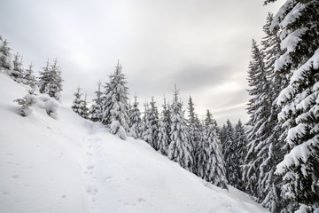 Beautiful winter mountain landscape. Tall dark green spruce trees covered with snow on mountain peaks and cloudy sky background.