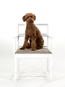 Labradoodle dog portrait, the dog is sitting on a wooden chair. Isolated on white, funny dog picture. Copy space.