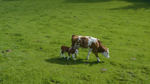 Aerial view of cows in Germany on a sunny day in summer on a pasture. A cow and it's calf walking along.