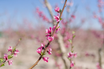 Beautiful pink peach flowers petals and trees blooming on a spring sunny day