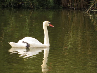 swan on lake