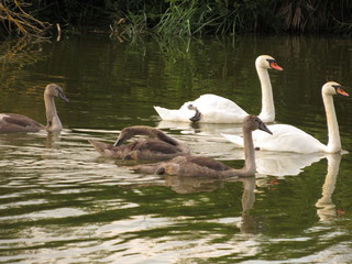 swan on the lake