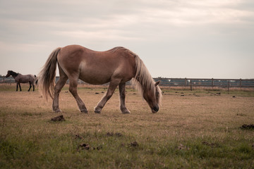 Light brown stallion is grazing in the meadow during the sunset , 2 horses are grazing in a meadow somewhere on Ameland, the sun sets