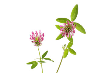 Two clover flowers