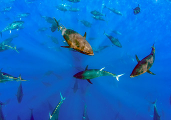 Atlantic Bluefin Tuna (Thunnus thynnus)