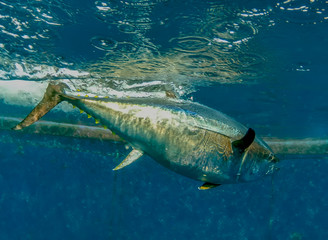 Atlantic Bluefin Tuna (Thunnus thynnus)
