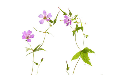 Geranium flowers against white