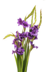Fototapeta na wymiar Arrangement of gladioli flowers