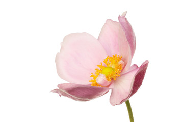 Obraz na płótnie Canvas Japanese anemone side view