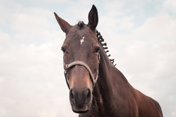 Close up of a large dressage horse with knots in its mane, somewhere on Ameland, the sun sets