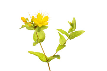 Perforate St John's-wort