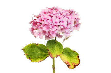Pink hydrangea flower