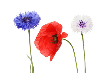 Poppy and cornflowers