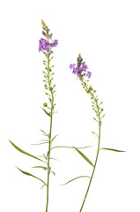 Purple toadflax plants