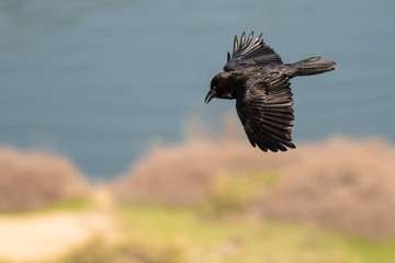 Common Black Raven Flying Over the Canyon River