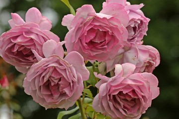 Beetrose Novalis Kordes 2010