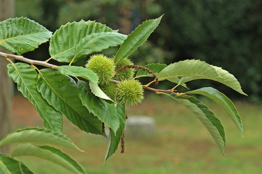 Zweig mit Früchten der Edelkastanie (Castanea sativa)
